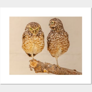 Burrowing owl athena cunnicularia Posters and Art